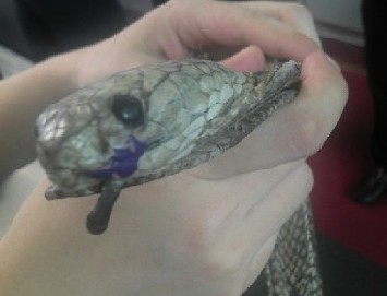 廣州白云機(jī)場CEIA安檢門檢測通道驚現(xiàn)逼真蛇形皮帶[圖]