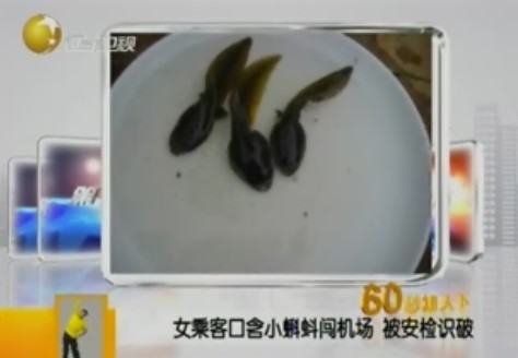 女乘客攜3只蝌蚪遭廣州機場行李安檢機掃描發現[圖]